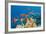 Coral and Fish in the Red Sea.Egypt-Irochka-Framed Photographic Print