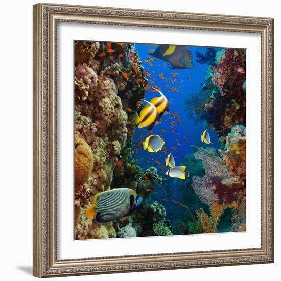 Coral and Fish in the Red Sea.Egypt-Irochka-Framed Photographic Print