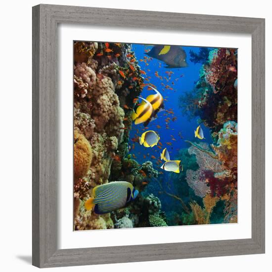 Coral and Fish in the Red Sea.Egypt-Irochka-Framed Photographic Print