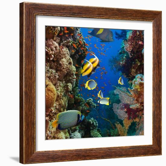 Coral and Fish in the Red Sea.Egypt-Irochka-Framed Photographic Print