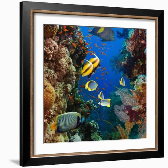 Coral and Fish in the Red Sea.Egypt-Irochka-Framed Photographic Print