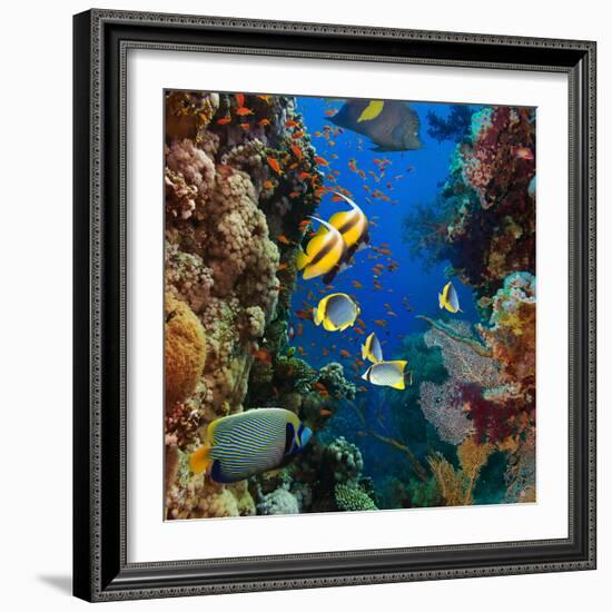 Coral and Fish in the Red Sea.Egypt-Irochka-Framed Photographic Print