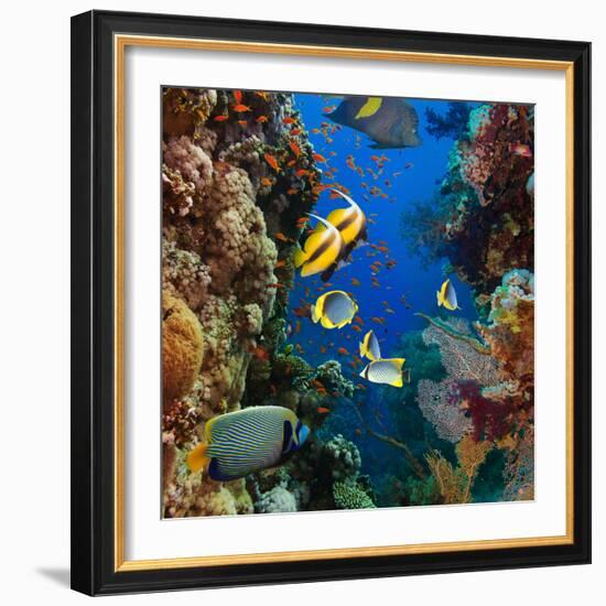 Coral and Fish in the Red Sea.Egypt-Irochka-Framed Photographic Print