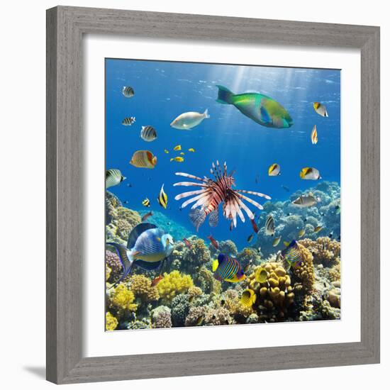 Coral and Fish in the Red Sea.Egypt-Irochka-Framed Photographic Print