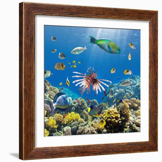 Coral and Fish in the Red Sea.Egypt-Irochka-Framed Photographic Print