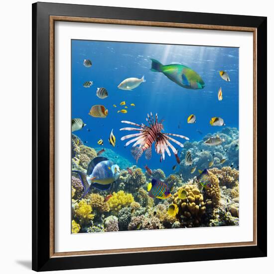 Coral and Fish in the Red Sea.Egypt-Irochka-Framed Photographic Print