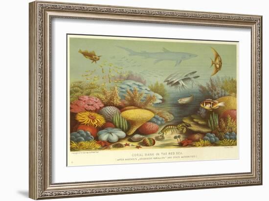 Coral Bank in the Red Sea-null-Framed Giclee Print