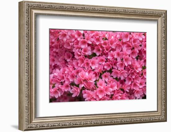 Coral Bells Azalea, Usa-Lisa S. Engelbrecht-Framed Photographic Print