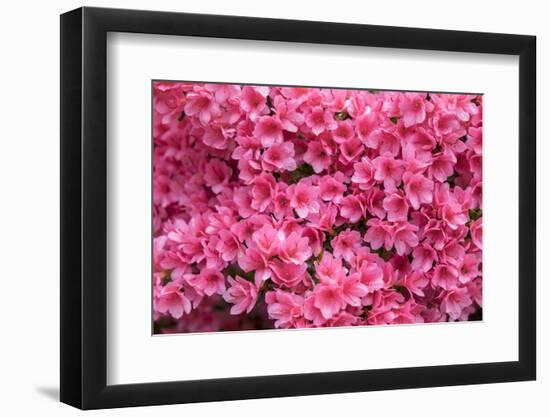 Coral Bells Azalea, Usa-Lisa S. Engelbrecht-Framed Photographic Print