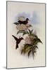 Coral-Billed Amazili, Amazilia Corallirostris-John Gould-Mounted Giclee Print