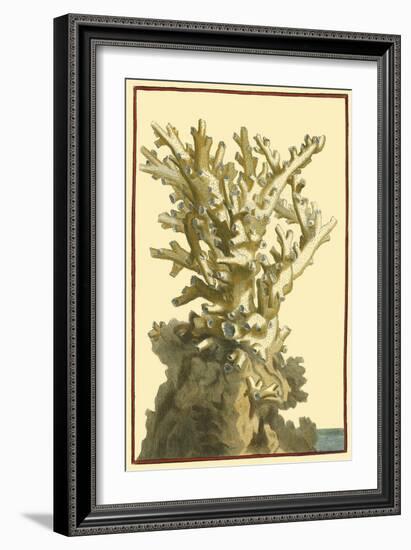 Coral by the Sea I-Vision Studio-Framed Art Print