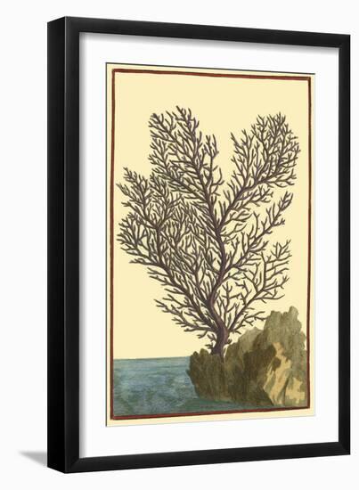 Coral by the Sea II-Vision Studio-Framed Art Print