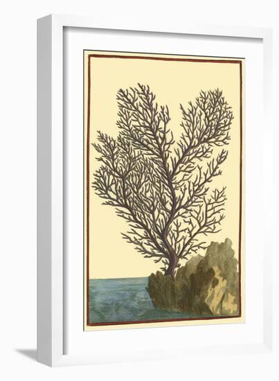 Coral by the Sea II-Vision Studio-Framed Art Print