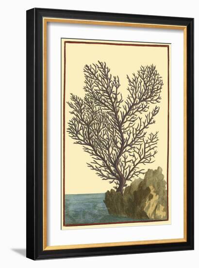 Coral by the Sea II-Vision Studio-Framed Art Print
