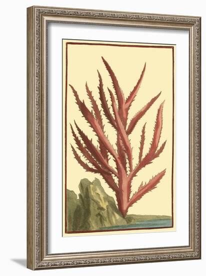 Coral by the Sea III-Vision Studio-Framed Art Print