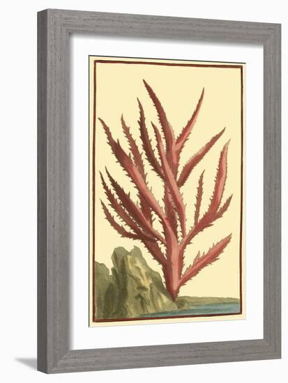 Coral by the Sea III-Vision Studio-Framed Art Print