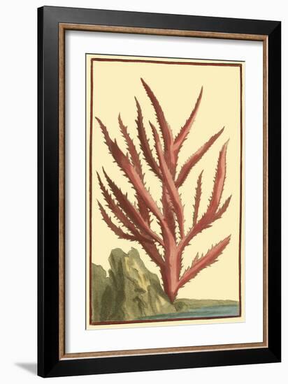 Coral by the Sea III-Vision Studio-Framed Art Print