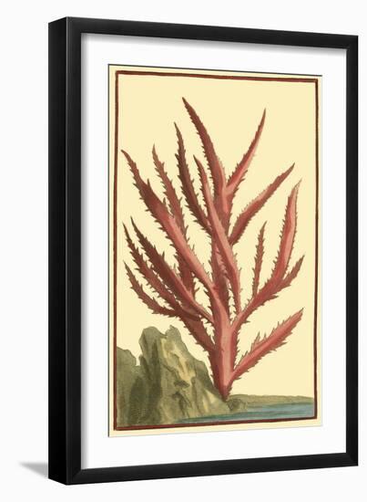 Coral by the Sea III-Vision Studio-Framed Art Print