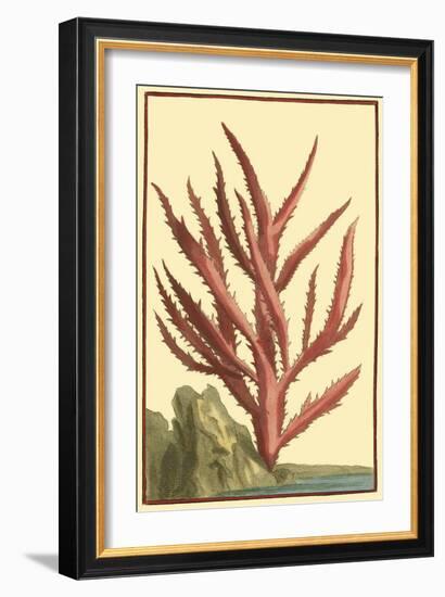 Coral by the Sea III-Vision Studio-Framed Art Print