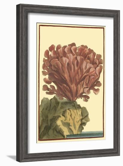 Coral by the Sea IV-Vision Studio-Framed Art Print