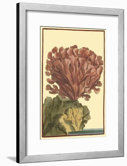 Coral by the Sea IV-Vision Studio-Framed Art Print