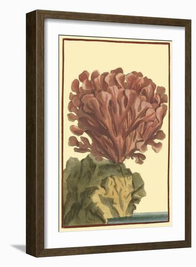 Coral by the Sea IV-Vision Studio-Framed Art Print