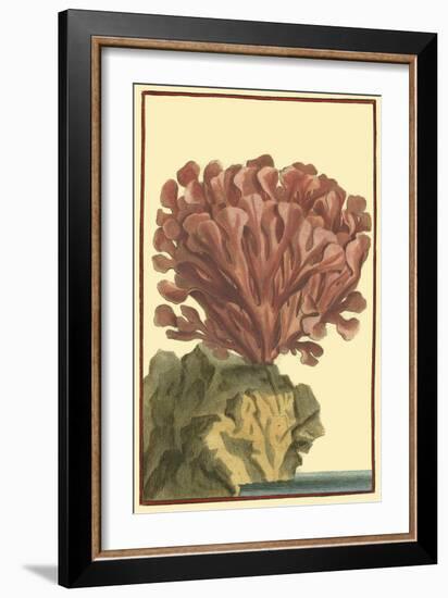 Coral by the Sea IV-Vision Studio-Framed Art Print