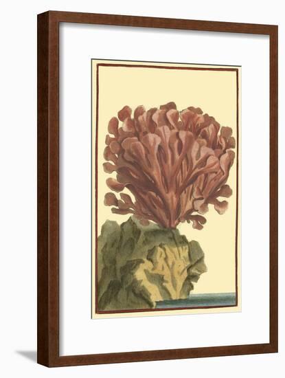 Coral by the Sea IV-Vision Studio-Framed Art Print