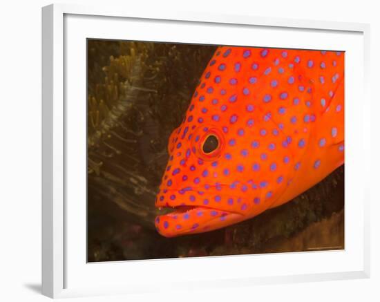 Coral Cod, Milne Bay, Papua New Guinea-Stuart Westmoreland-Framed Photographic Print