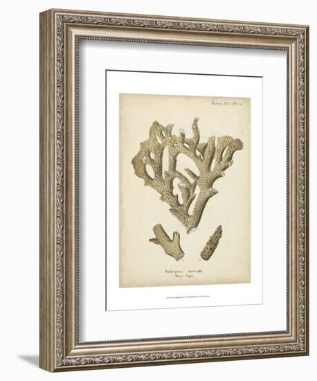 Coral Collection IV-Johann Esper-Framed Art Print