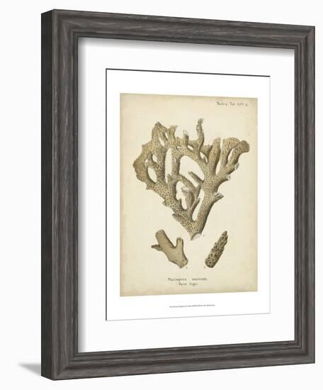 Coral Collection IV-Johann Esper-Framed Art Print