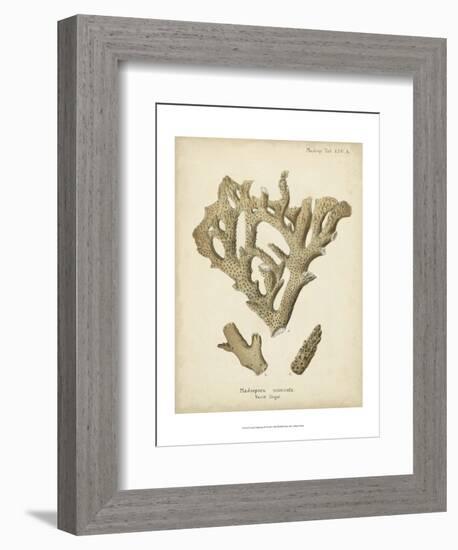 Coral Collection IV-Johann Esper-Framed Art Print