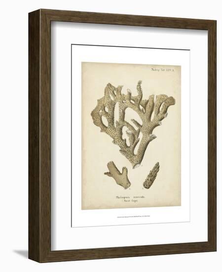 Coral Collection IV-Johann Esper-Framed Art Print