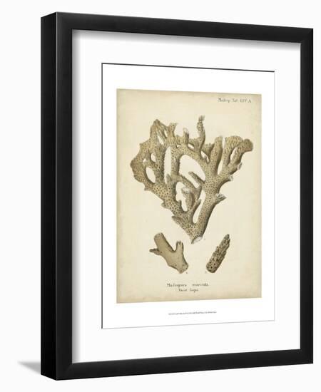 Coral Collection IV-Johann Esper-Framed Art Print