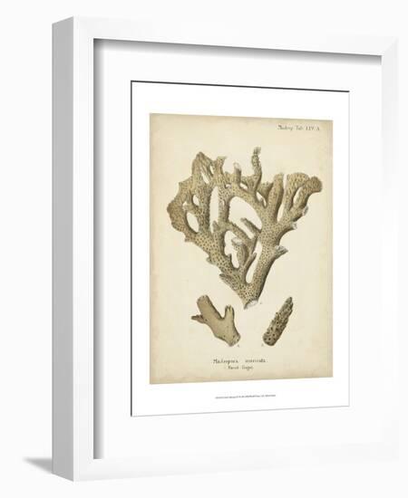 Coral Collection IV-Johann Esper-Framed Art Print