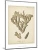 Coral Collection IV-Johann Esper-Mounted Art Print
