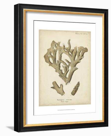 Coral Collection IV-Johann Esper-Framed Art Print