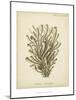 Coral Collection IX-Johann Esper-Mounted Art Print