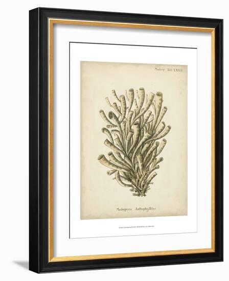 Coral Collection IX-Johann Esper-Framed Art Print