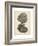 Coral Collection V-Johann Esper-Framed Art Print