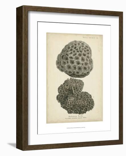 Coral Collection V-Johann Esper-Framed Art Print