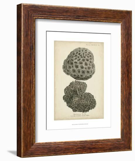 Coral Collection V-Johann Esper-Framed Premium Giclee Print