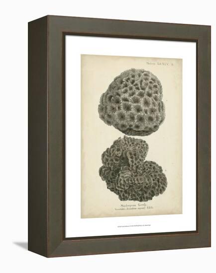 Coral Collection V-Johann Esper-Framed Stretched Canvas