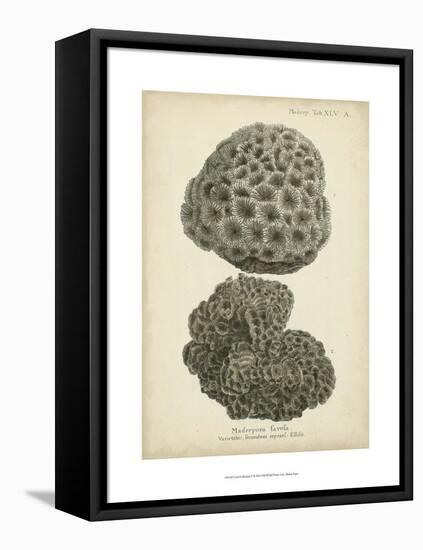 Coral Collection V-Johann Esper-Framed Stretched Canvas