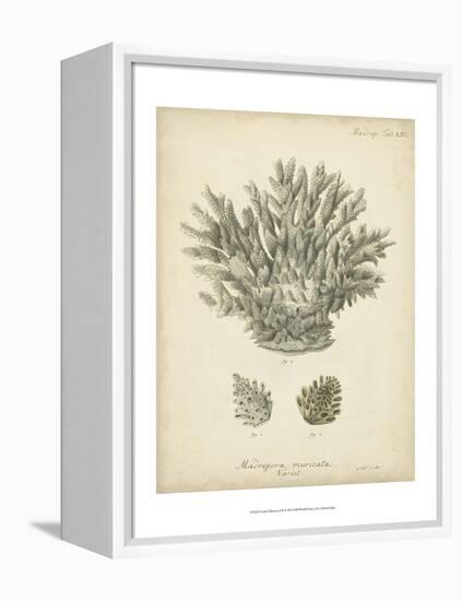 Coral Collection VII-Johann Esper-Framed Stretched Canvas