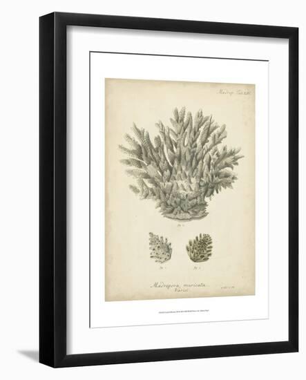 Coral Collection VII-Johann Esper-Framed Art Print