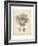 Coral Collection VII-Johann Esper-Framed Art Print