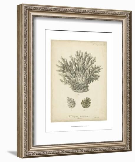 Coral Collection VII-Johann Esper-Framed Art Print