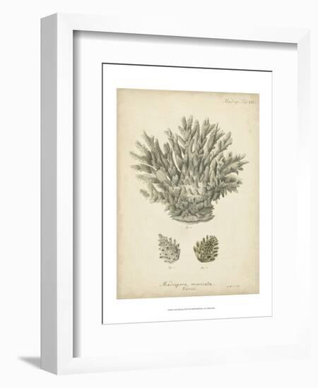 Coral Collection VII-Johann Esper-Framed Art Print