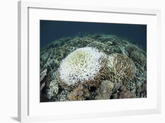 Coral Colonies are Beginning to Bleach on a Reef in Indonesia-Stocktrek Images-Framed Photographic Print